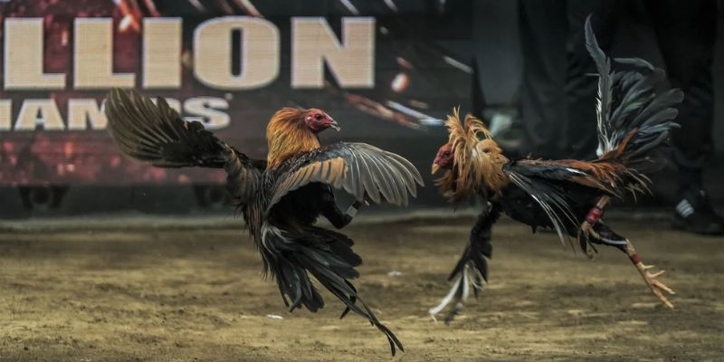 Hình thức cược đá gà bất bại dành cho thành viên
