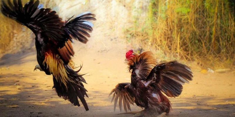 Những loại hình đá gà 88 cực thịnh hành tại Shbet
