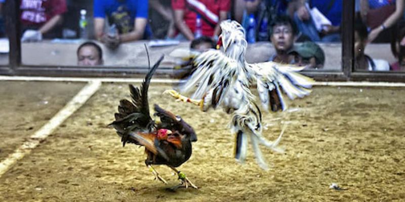 Rất nhiều chiến kê hàng đầu quy tụ tại Thomo để thi đấu